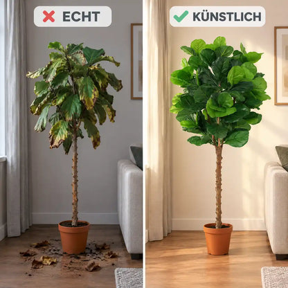 Vergleich: echte Geigenfeige mit braunen Blättern und künstliche Geigenfeige mit voller Krone