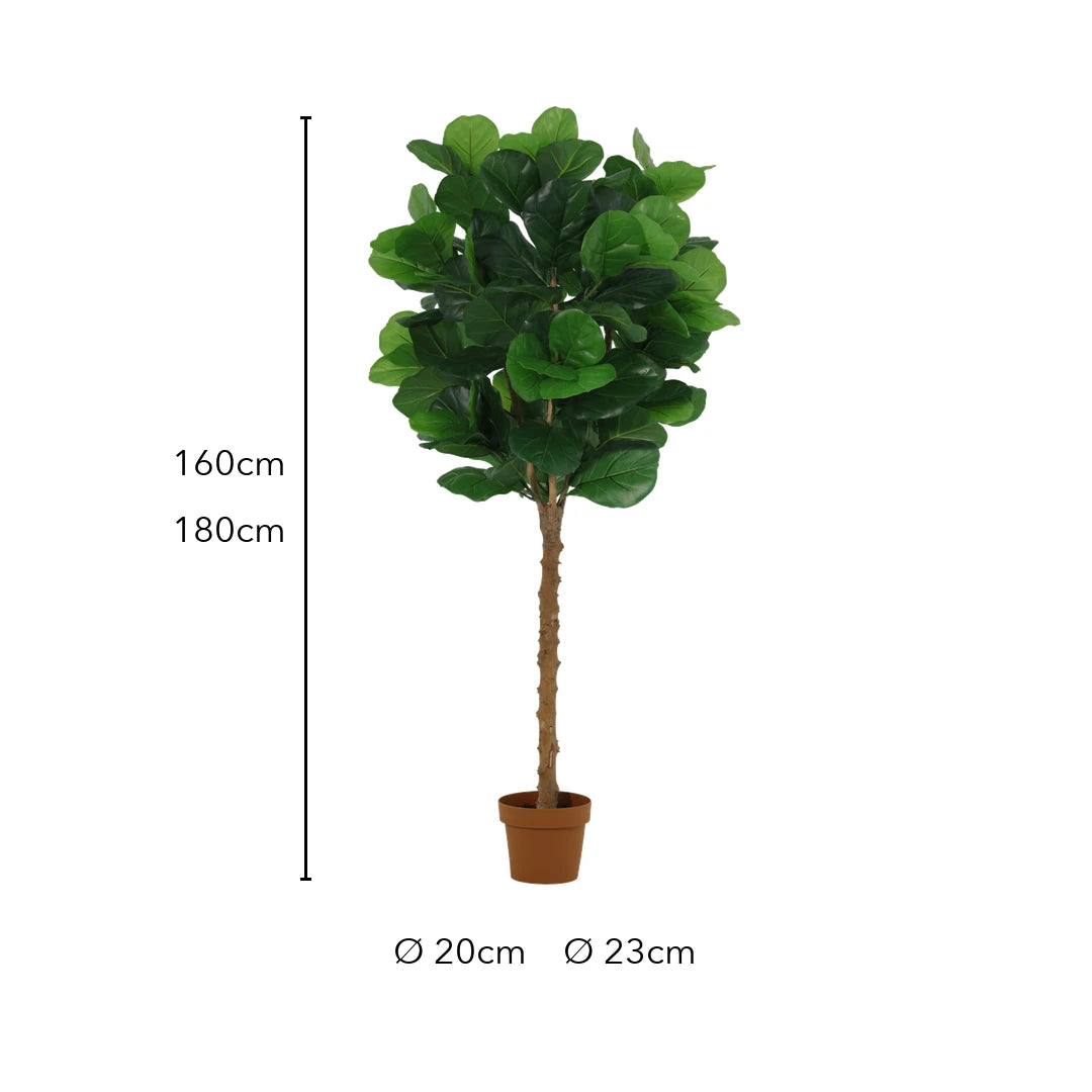 Größe künstliche Geigenfeige: 160 cm oder 180 cm, Topf Ø 20 cm oder Ø 23 cm