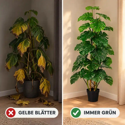 Vergleich: echte Monstera mit gelben Blättern neben der immer grünen künstlichen Monstera