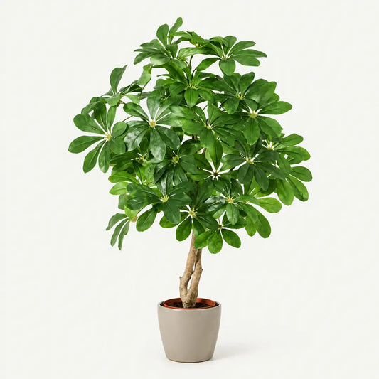 Künstliche Schefflera 120 cm im grauen Übertopf, freigestellt im Studio