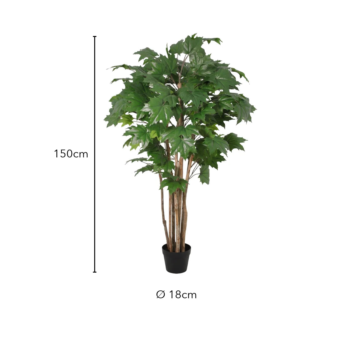 Größe Ahornbaum: 150 cm, Topf Ø 18 cm