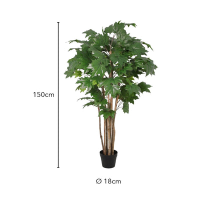 Größe Ahornbaum: 150 cm, Topf Ø 18 cm