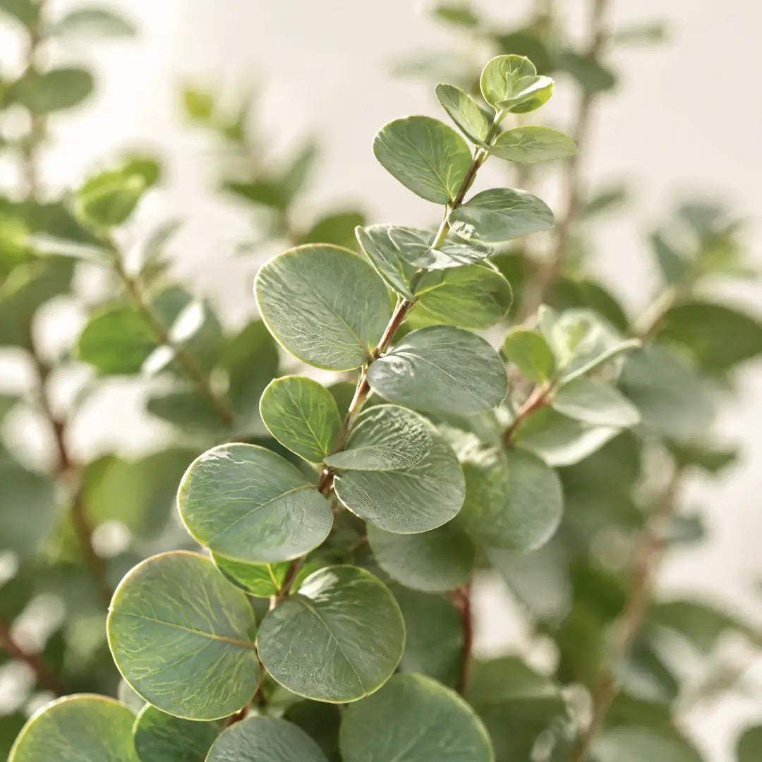 Nahaufnahme der runden Blätter des künstlichen Eukalyptus