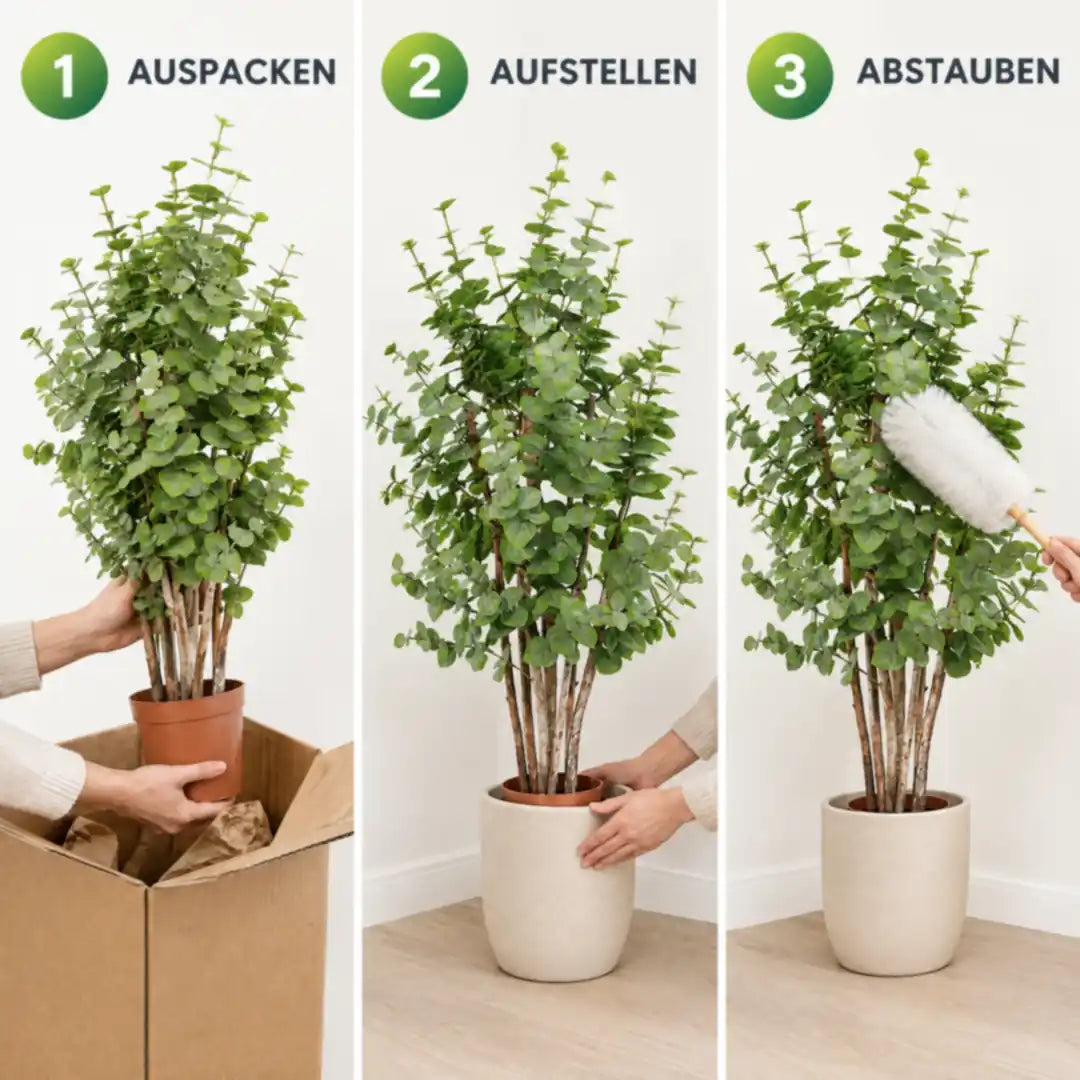 In drei Schritten: Auspacken, Aufstellen, Abstauben