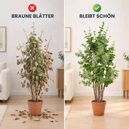 Echter Eukalyptus mit braunen Blättern im Vergleich zum künstlichen Eukalyptus