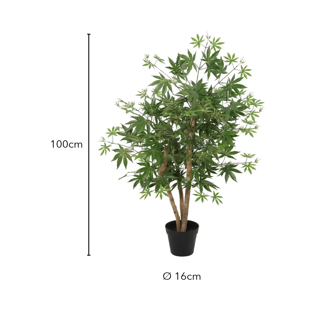 Größe Japanischer Ahorn: 100 cm, Topf Ø 16 cm