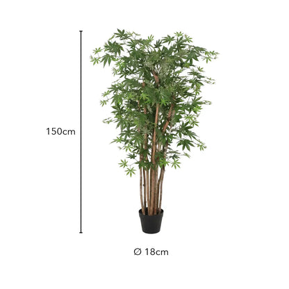 Größe Japanischer Ahorn: 150 cm, Topf Ø 18 cm