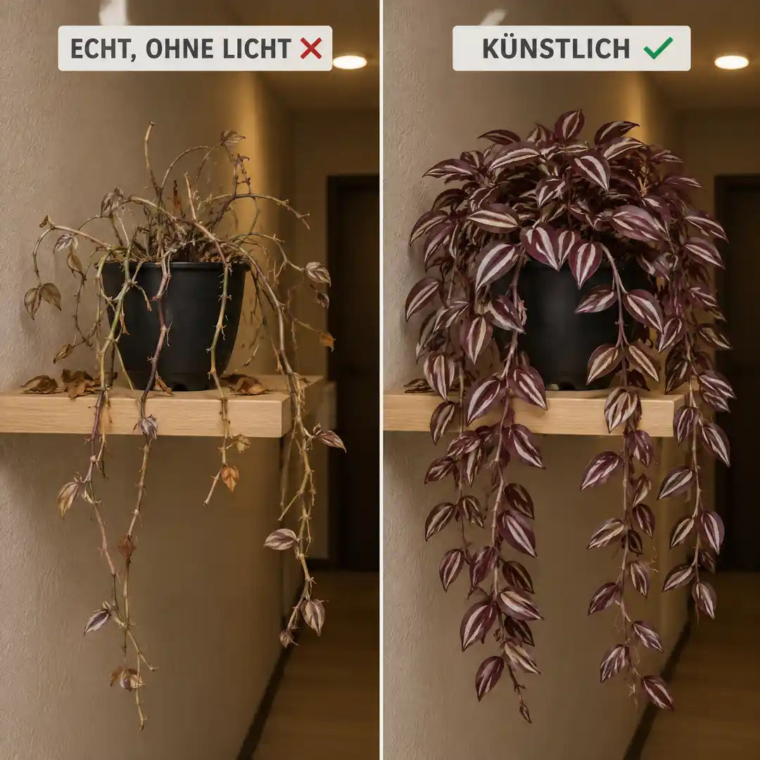 Vergleich: verkahltes echtes Zebrakraut ohne Licht und volle Kunstpflanze im Flur
