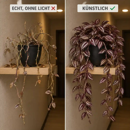 Vergleich: verkahltes echtes Zebrakraut ohne Licht und volle Kunstpflanze im Flur