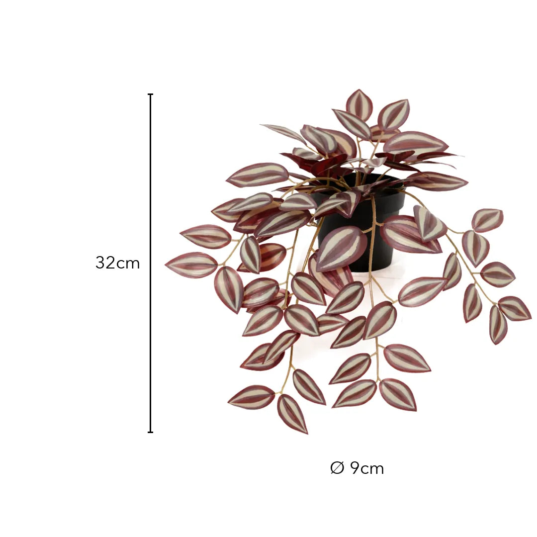 Größe Zebrakraut: 32 cm, Topf Ø 9 cm