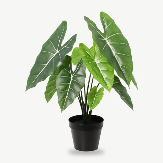 Künstliche Alocasia Polly 40 cm im schwarzen Topf, pfeilförmige Blätter mit weißen Adern