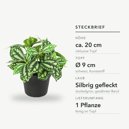Steckbrief der künstlichen Aluminiumpflanze: Höhe ca. 20 cm inklusive Topf, Topf Ø 9 cm