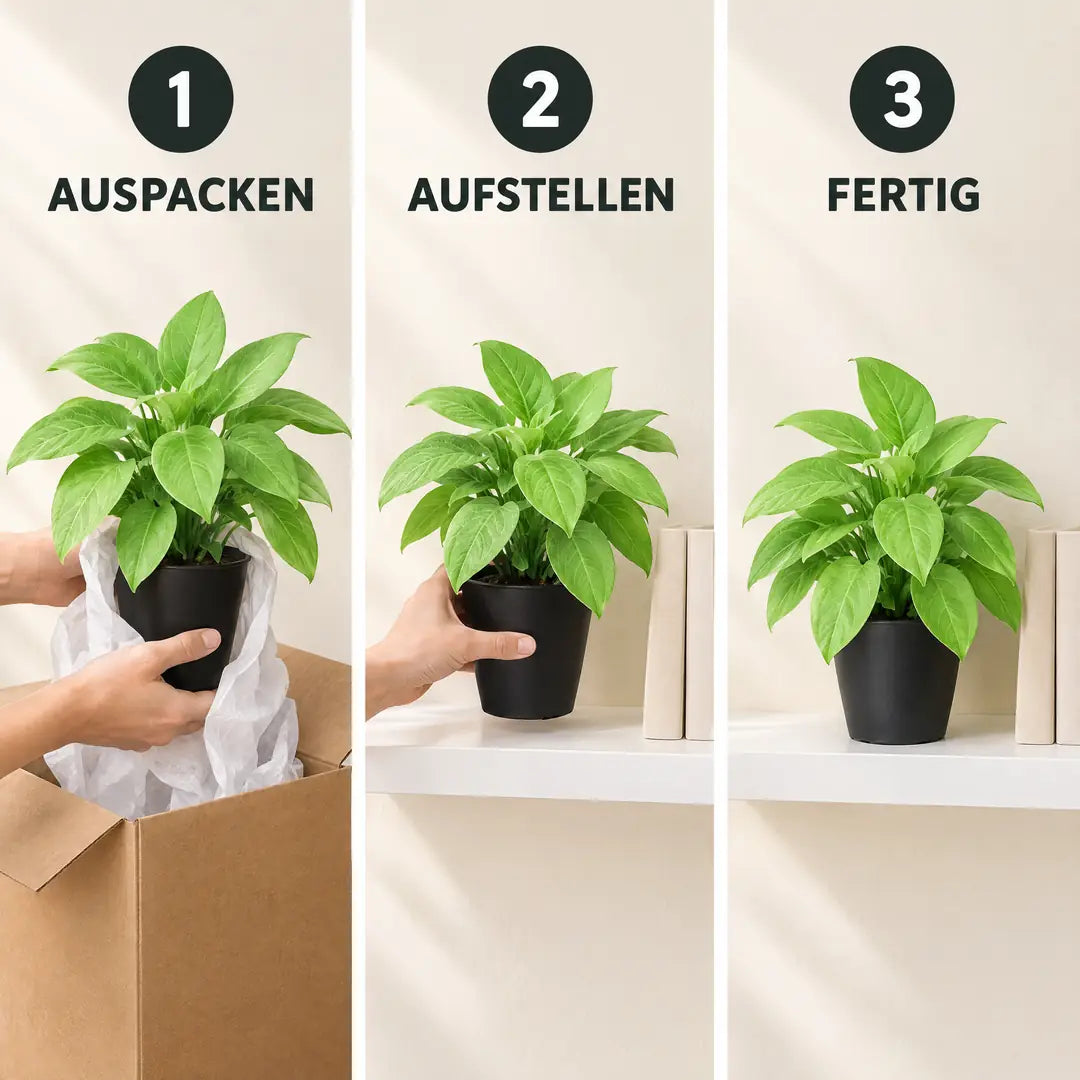 Anwendung in drei Schritten: Auspacken, Aufstellen, Fertig