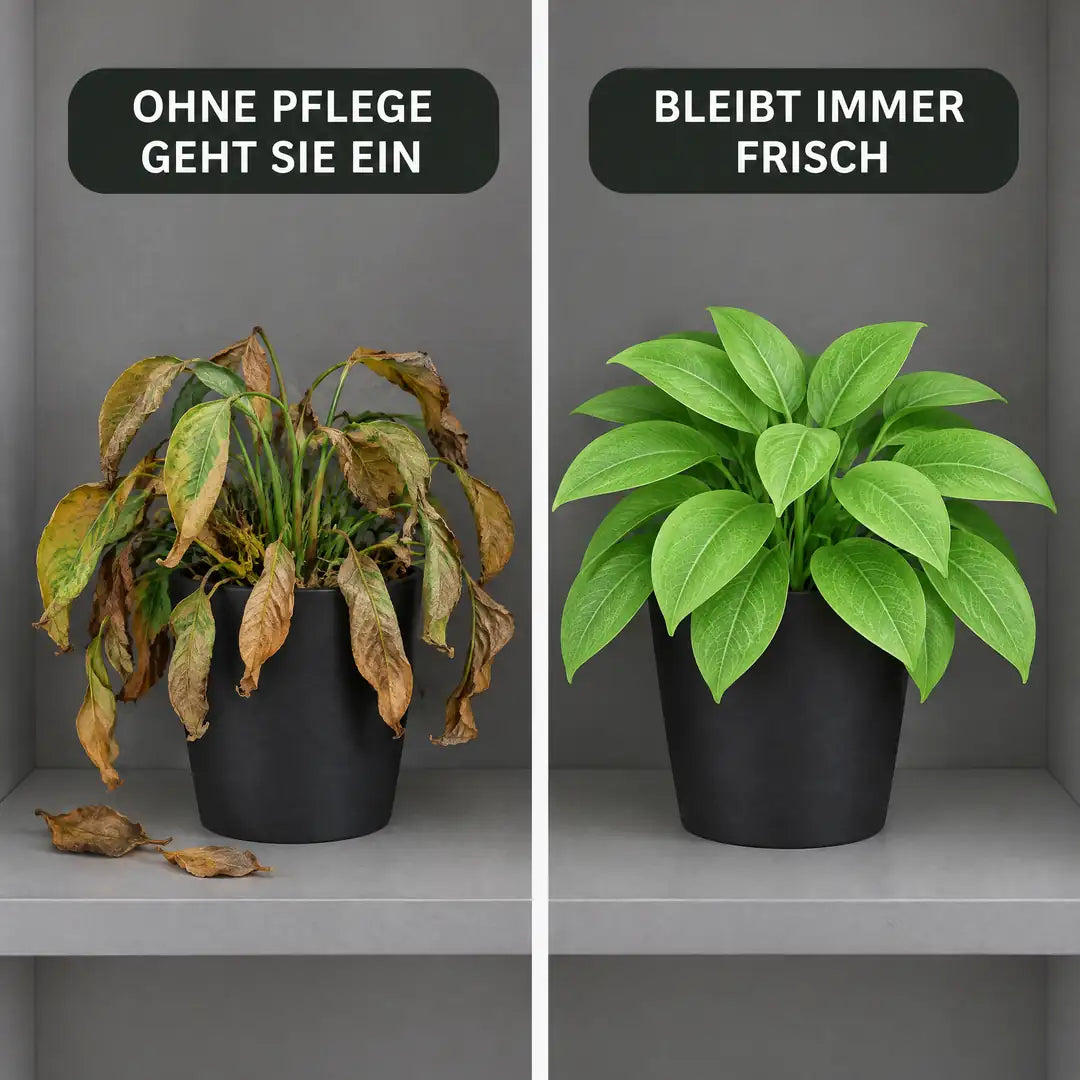 Vergleich: vertrocknete echte Zimmerpflanze neben der frischen künstlichen Blattpflanze