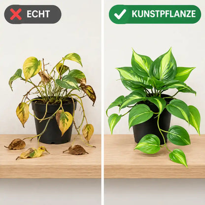 Vergleich vernachlässigte echte Efeutute und frische Kunstpflanze