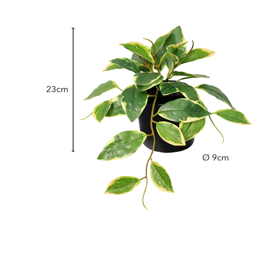 Kunstpflanze klein – künstliche Hängepflanze Hoya, 23 cm im Topf