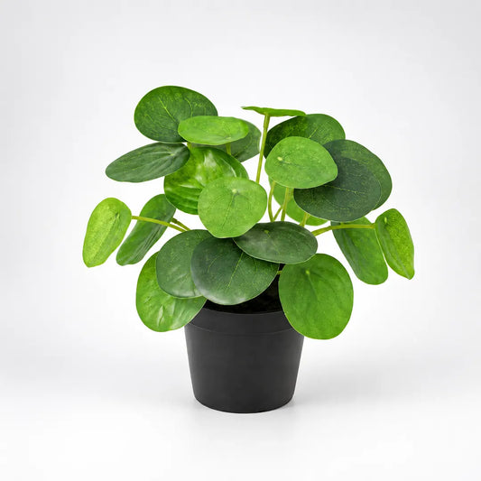 Künstliche Pilea Peperomioides mit runden, tiefgrünen Blättern im schwarzen Topf vor hellem Studiohintergrund