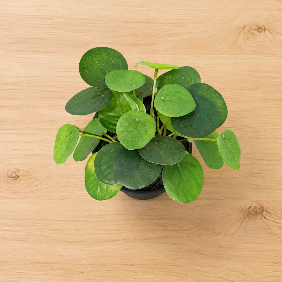 Kunstpflanze klein – Pilea Peperomioides 17,5 cm