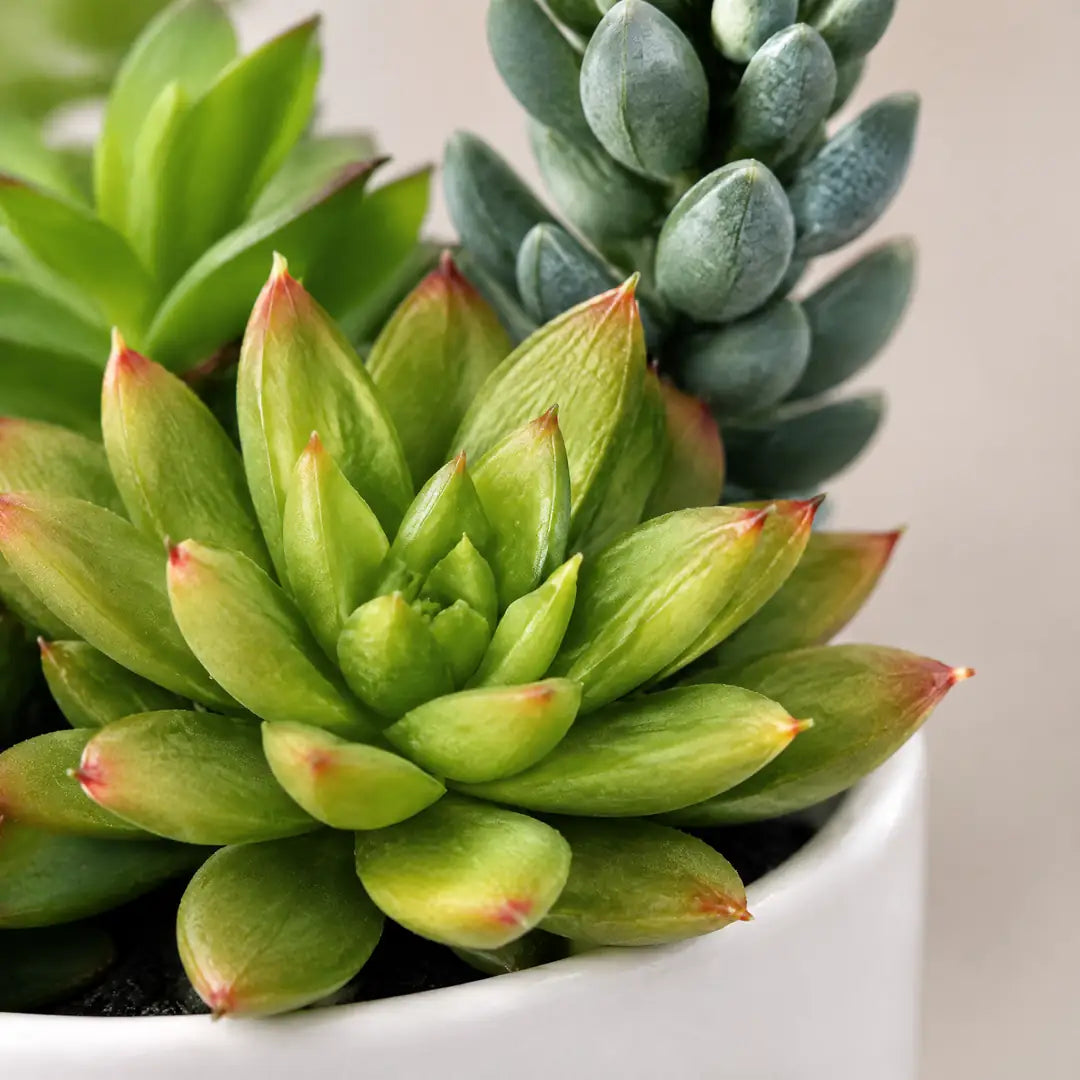 Nahaufnahme der künstlichen Sukkulenten-Rosette mit rötlichen Blattspitzen und blaugrauem Sedum