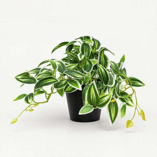 Künstliche Tradescantia mit grün-weißem Laub im schwarzen Topf vor hellem Studiohintergrund