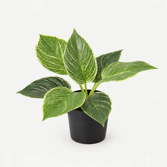 Künstlicher Philodendron Birkin im schwarzen Topf vor hellem Studiohintergrund