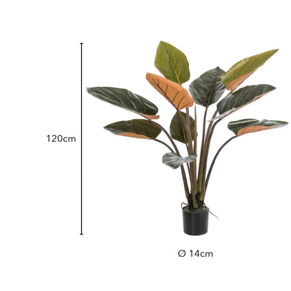 Größe: 120 cm hoch, Topf Ø 14 cm