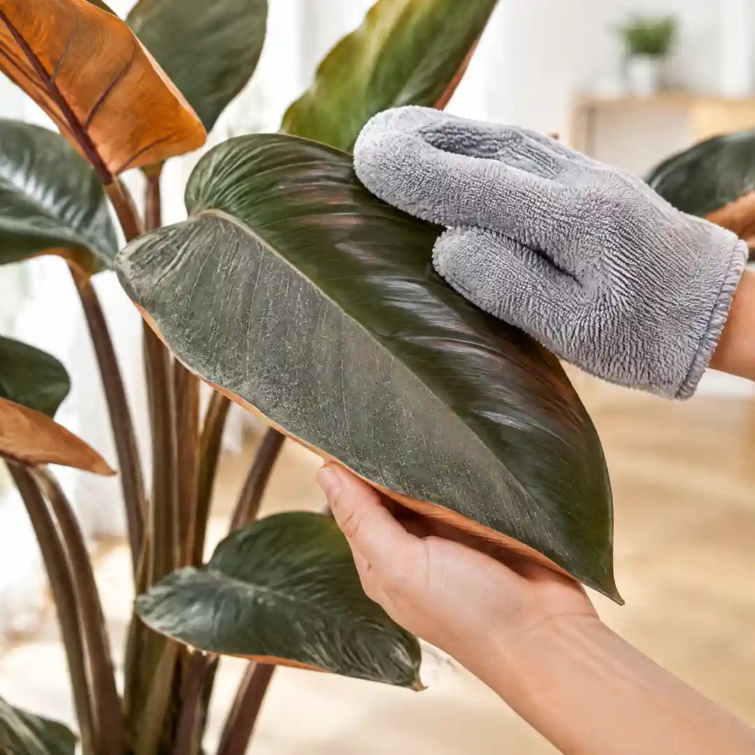 Blatt des künstlichen Philodendrons wird mit einem Staubhandschuh gereinigt