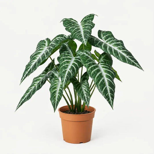 Künstliche Alocasia 49 cm im Terrakotta-Topf, pfeilförmige Blätter mit weißen Adern