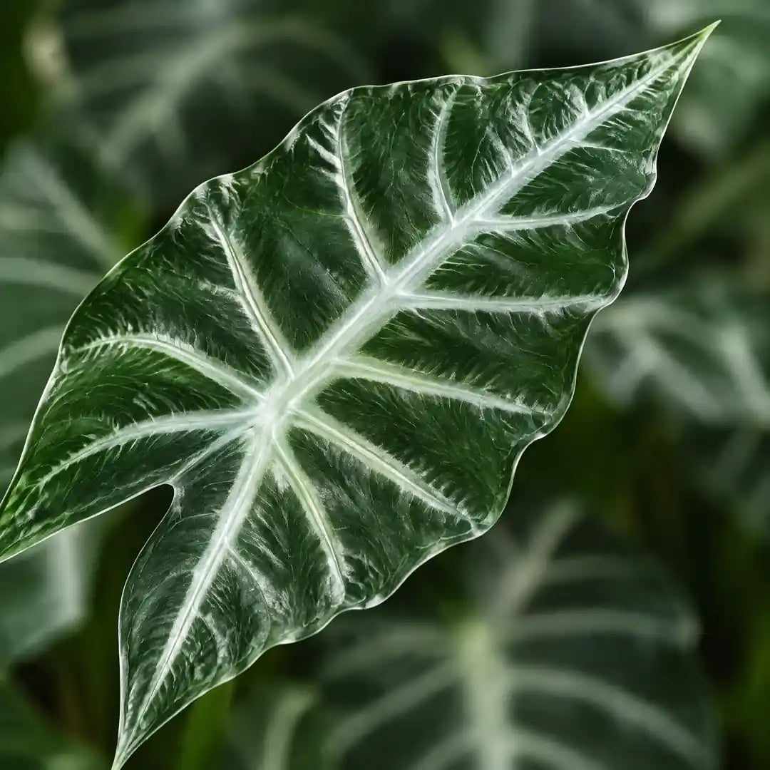 Nahaufnahme eines Alocasia-Blattes mit silbrig-weißen Adern