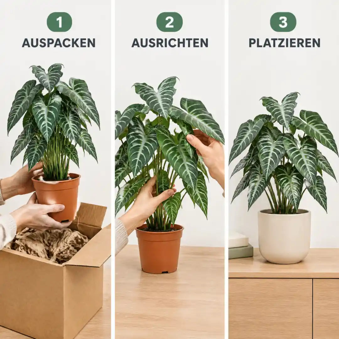 Anwendung in drei Schritten: auspacken, ausrichten, platzieren