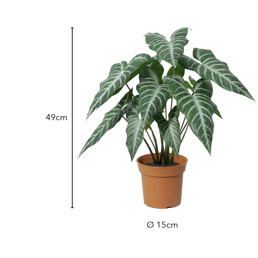 Größe künstliche Alocasia: 49 cm, Topf Ø 15 cm