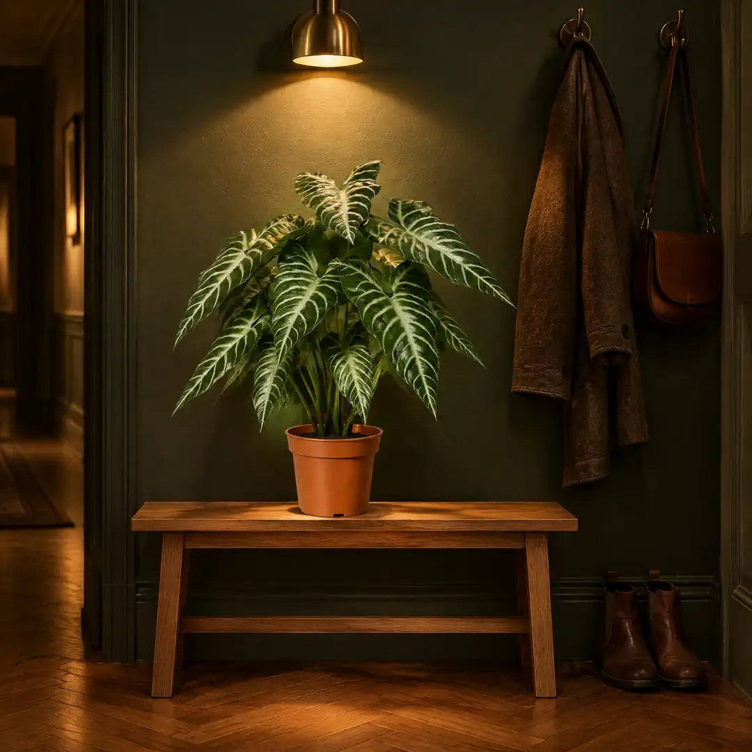 Künstliche Alocasia auf einer Bank im Flur ohne Fenster