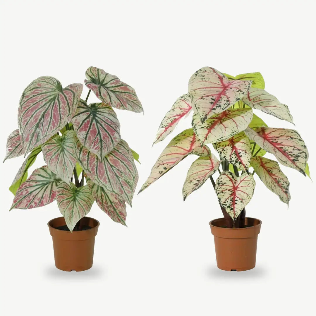 Künstliche Caladium 57 cm im Topf in Grün-Rosa und Weiß-Rosa