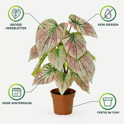 Merkmale der künstlichen Caladium: große Herzblätter, kein Gießen, keine Winterpause, fertig im Topf