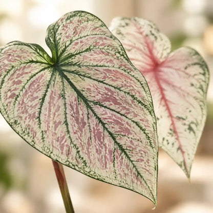 Nahaufnahme der Blätter der künstlichen Caladium mit Aderung und rosa Sprenkeln
