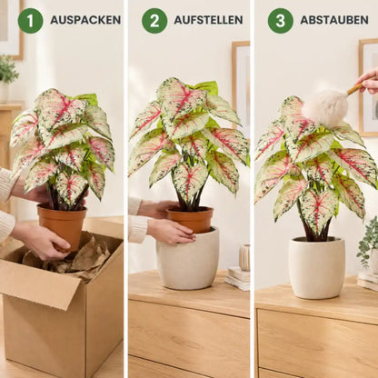 Künstliche Caladium in drei Schritten: auspacken, aufstellen, abstauben