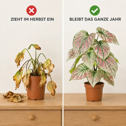 Vergleich: echte Caladium zieht im Herbst ein, die künstliche bleibt das ganze Jahr