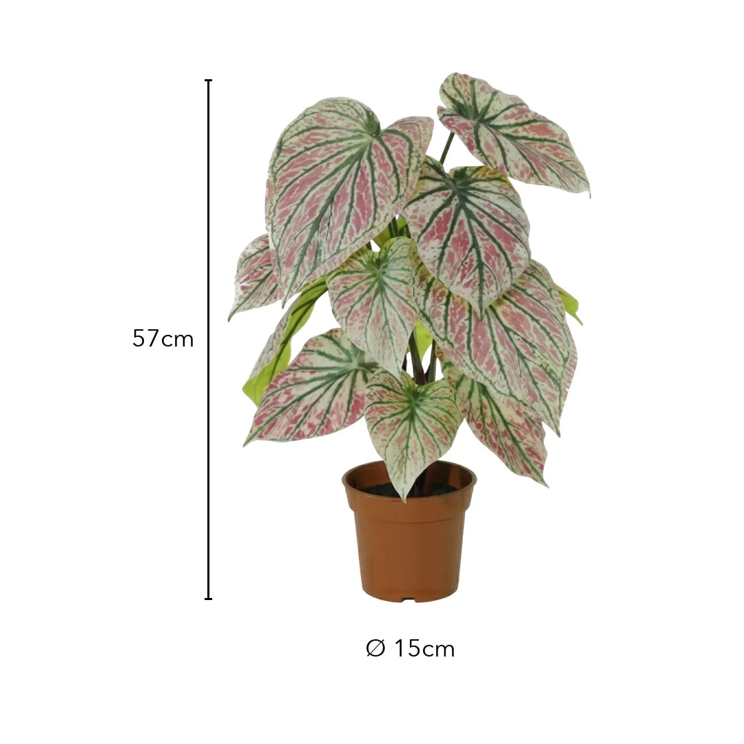 Größe künstliche Caladium: 57 cm, Topf Ø 15 cm