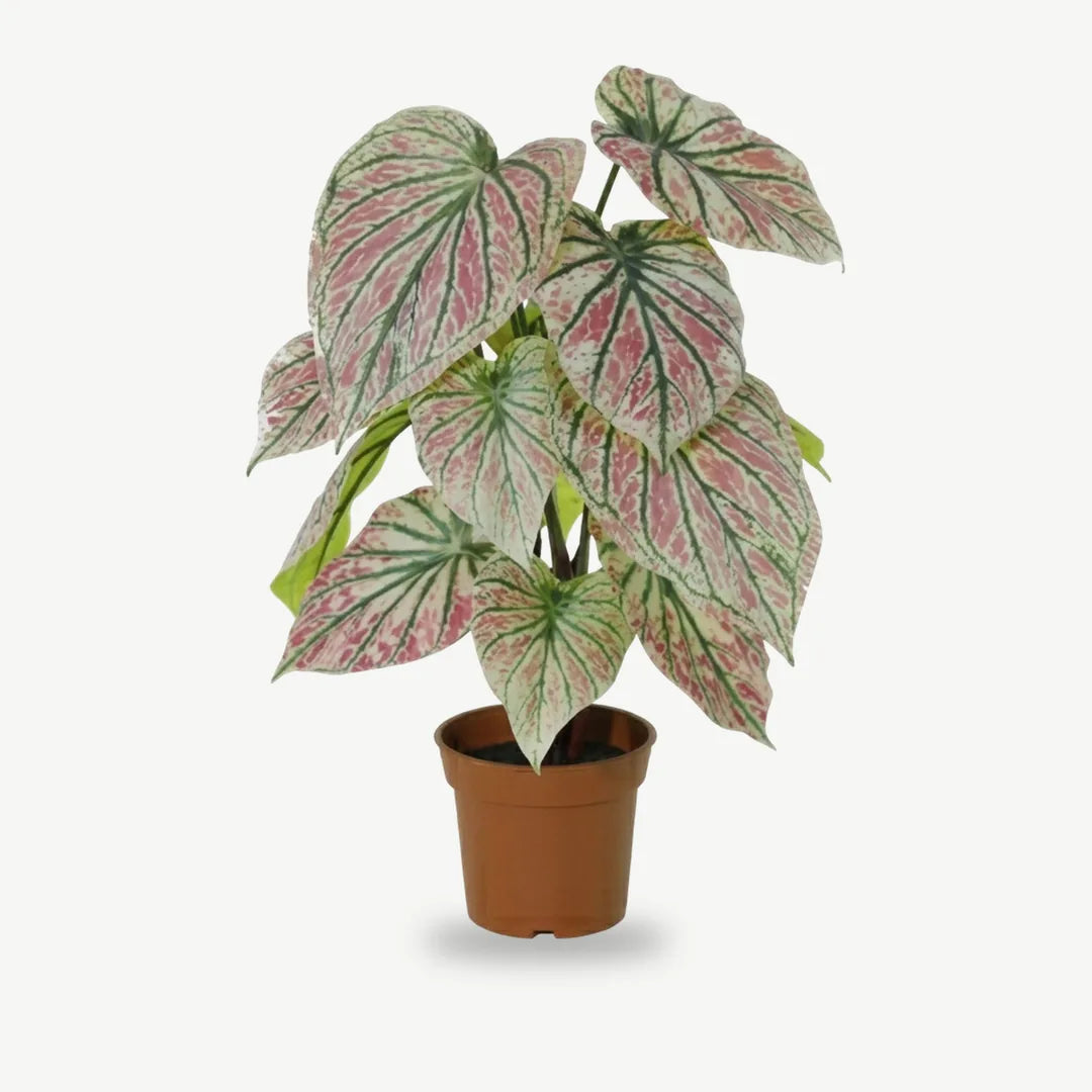 Künstliche Caladium in Grün-Rosa im Topf