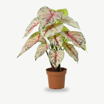Künstliche Caladium in Weiß-Rosa im Topf