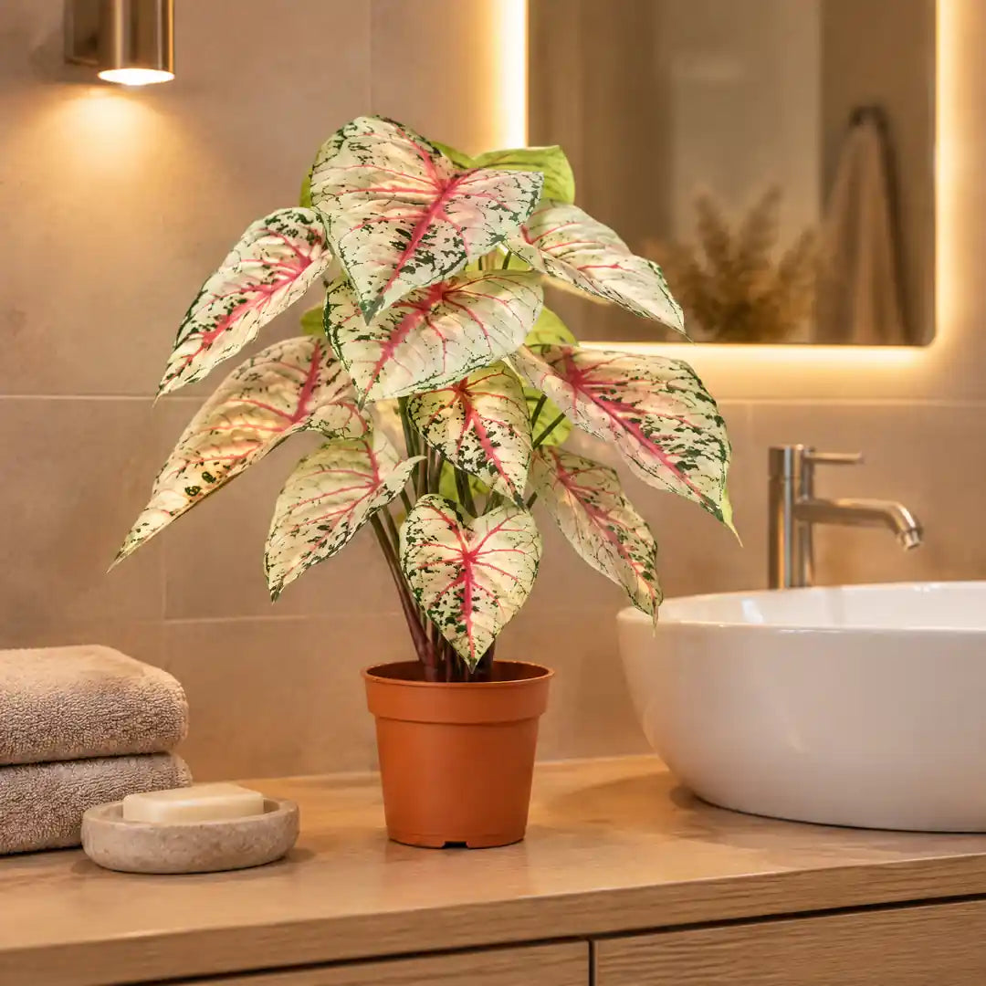 Künstliche Caladium Weiß-Rosa im Bad ohne Fenster