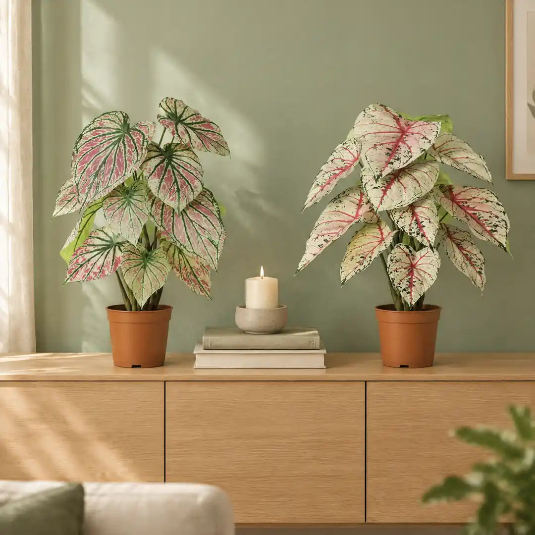 Künstliche Caladium in Grün-Rosa und Weiß-Rosa nebeneinander auf einem Sideboard