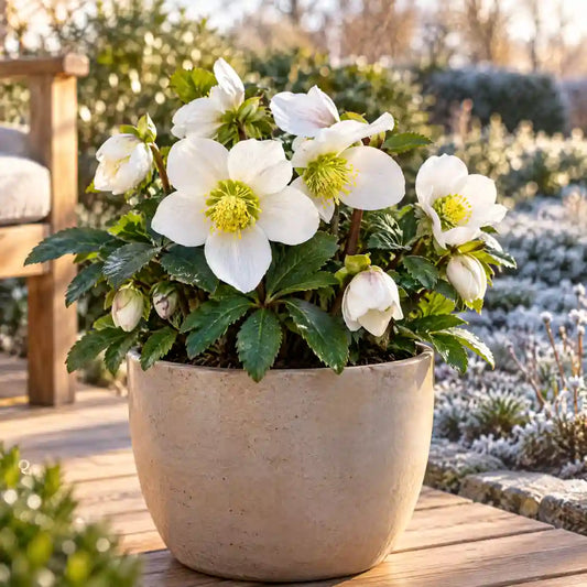 Lenzrose mit weißen Blüten im beigen Pflanzgefäß auf der Terrasse im Spätwinter