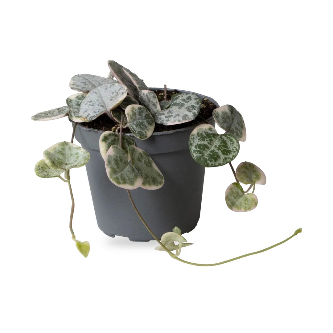 Leuchterblume Variegata als Jungpflanze im grauen Ø-6-cm-Kulturtopf im Lieferzustand