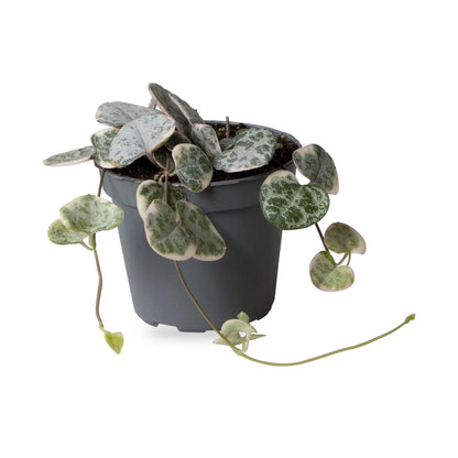 Leuchterblume Variegata als Jungpflanze im grauen Ø-6-cm-Kulturtopf im Lieferzustand