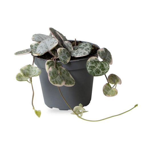 Leuchterblume Variegata als Jungpflanze im grauen Ø-6-cm-Kulturtopf im Lieferzustand