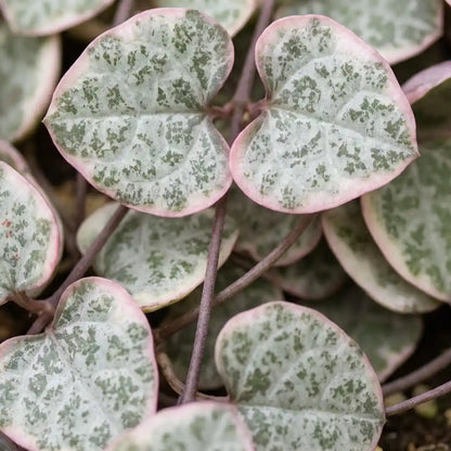 Nahaufnahme der silbrig marmorierten Herzblätter der Ceropegia woodii Variegata mit rosa Rand