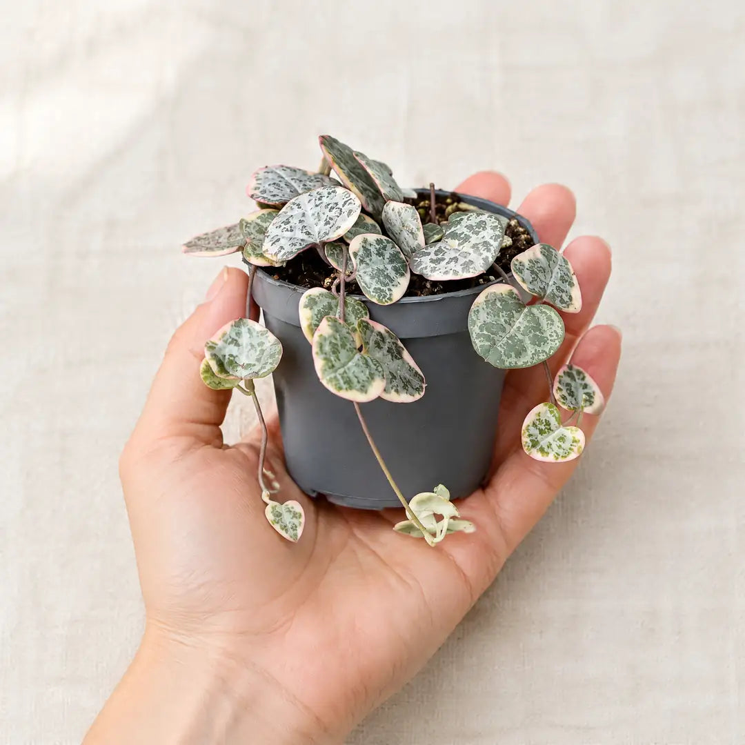 Leuchterblume Variegata im 6-cm-Topf auf einer Handfläche als Größenvergleich