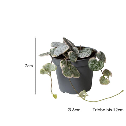 Größe Leuchterblume Variegata: ca. 7 cm, Topf Ø 6 cm, Triebe bis 12 cm