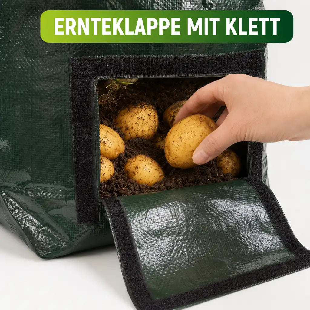 Geöffnete Ernteklappe mit Klettverschluss und reifen Kartoffeln
